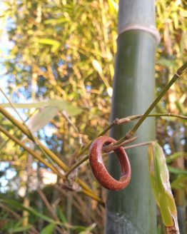 ANILLO AVENTURINA MARRON ANILLO AVENTURINA MARRON